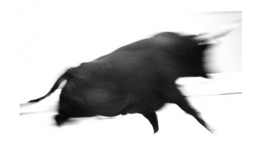 Simona Bonanno. Tauromaquia, 2011.